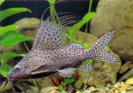 Catfish - Synodontis Eupterus - 4-5 inch